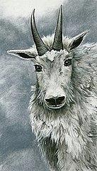 Snow Creek Wall Mountain Goat Drawing by Leizel Grant