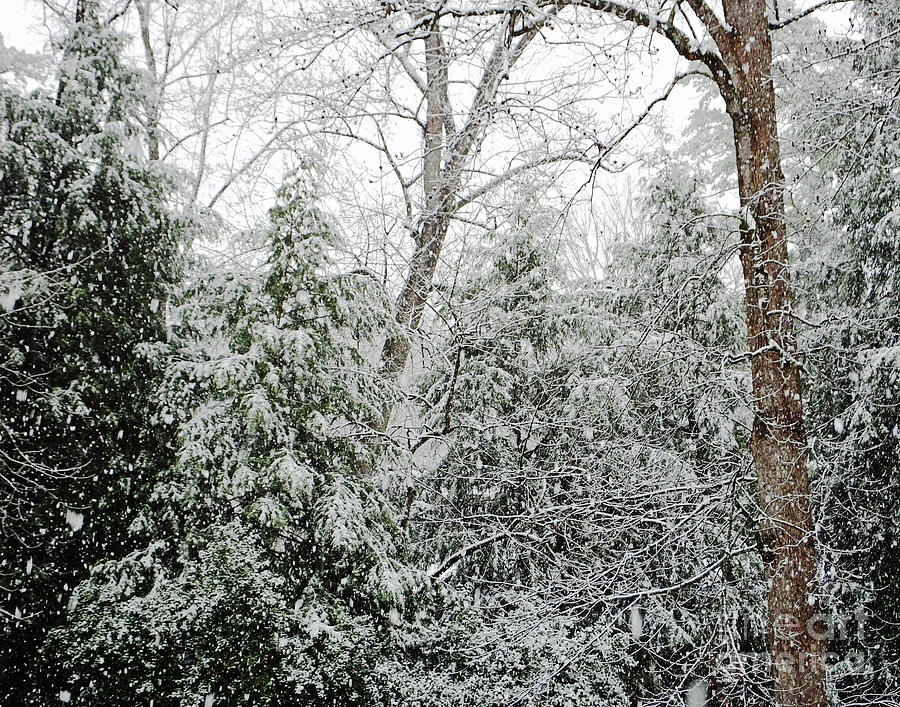 Snow Day 5 Photograph by Lizi Beard-Ward