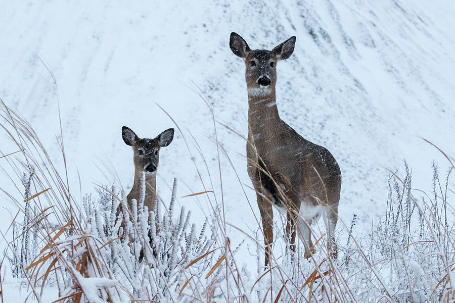 Snow Day Deer Photograph by Brook Burling