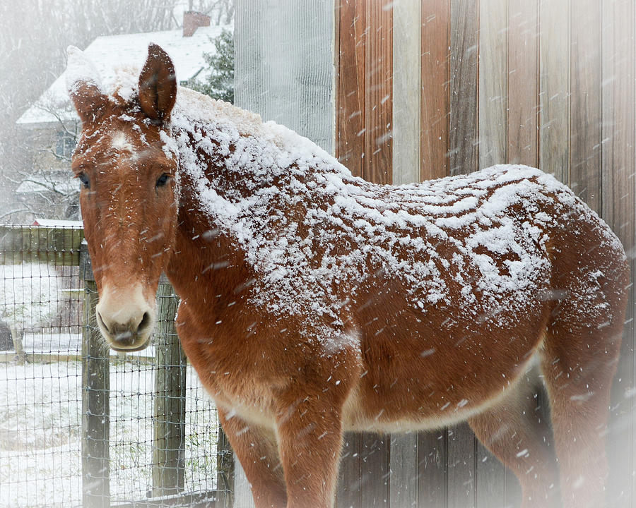 Snow Day for a Mule Photograph by Tana Reiff
