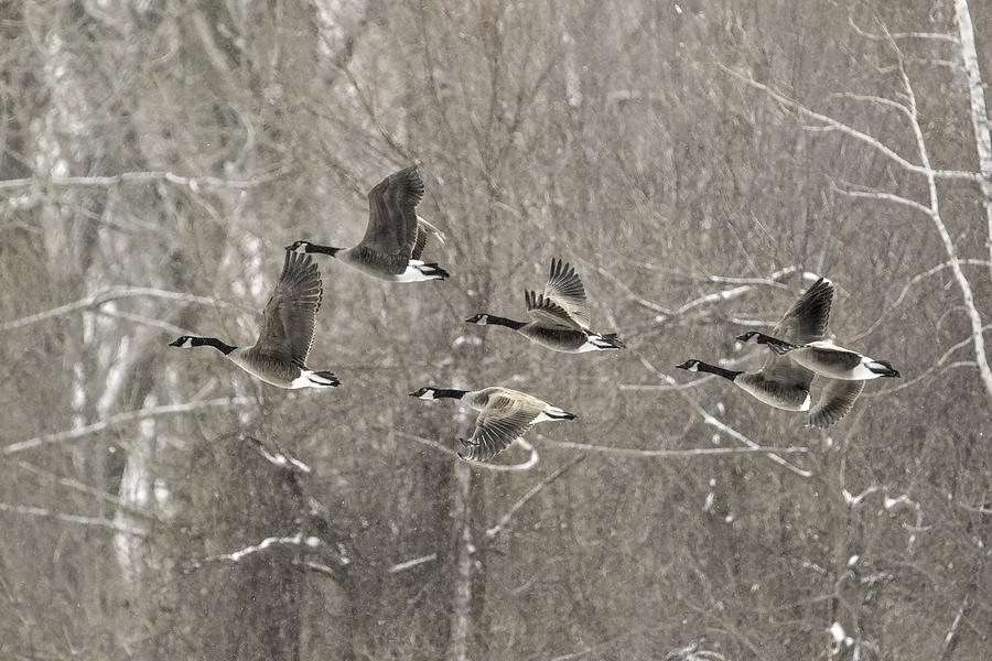 Snow Day - Geese in Flight Photograph by Nikki Vig