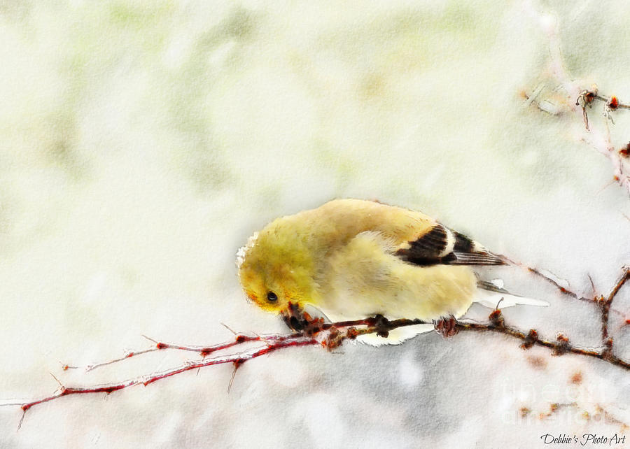 Snow Day Goldfinch  Digital Paint 1 Photograph by Debbie Portwood