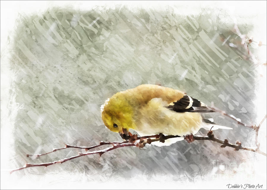 Snow Day Goldfinch  Digital Paint 3 Photograph by Debbie Portwood