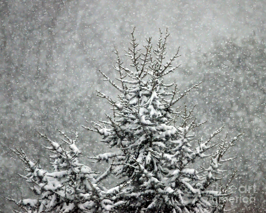 Snow Day Photograph by Kerri Farley
