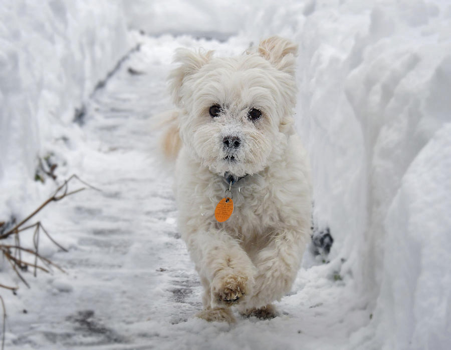 White Maltipoo Running On Snowy Day Photograph