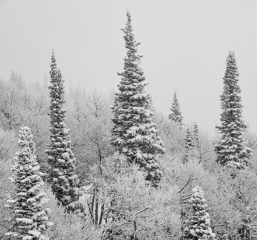 Snow Day Photograph by Rand Ningali