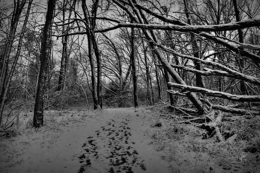 Snow Day Walk in the Woods 001 BW Photograph by Lance Vaughn