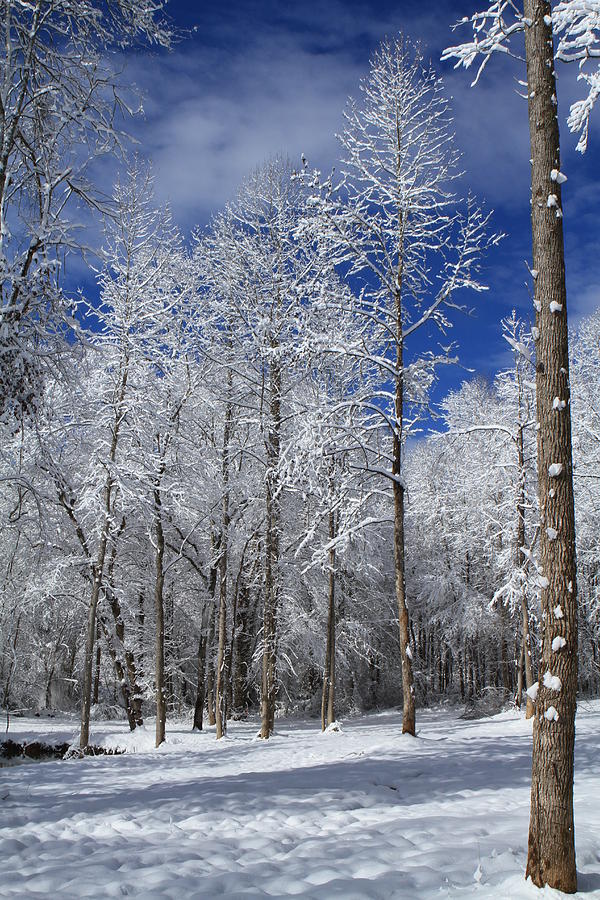 Snow Dazzle Photograph by Karen Ruhl