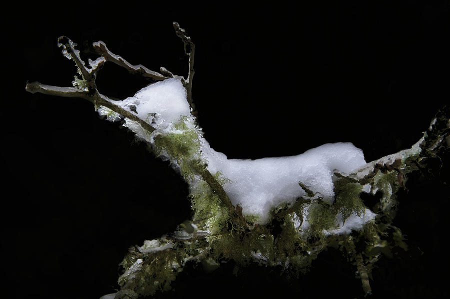 Snow Deer Photograph by John Christopher