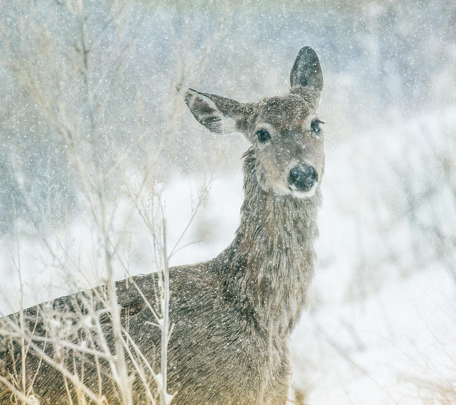 Snow Deer Photograph