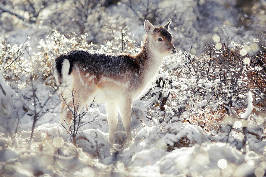 Snow Deer Photograph by Roeselien Raimond - Pixels