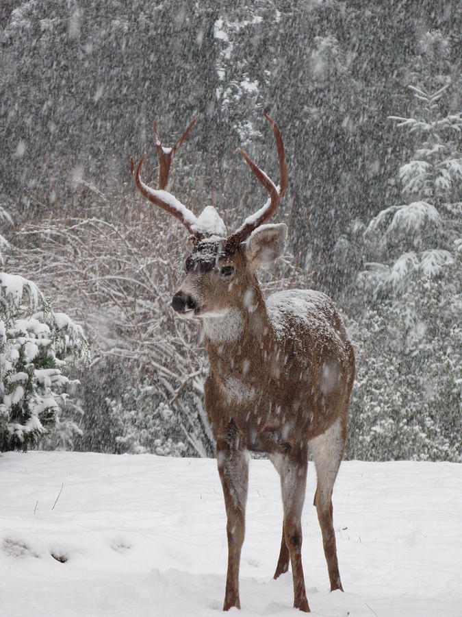 Snow Deer Photograph by Susan Lindblom - Fine Art America