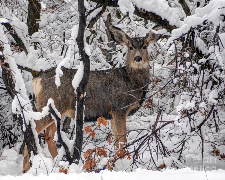 Deer Photograph - Snow Deer - Wasatch Front - Utah by Gary Whitton