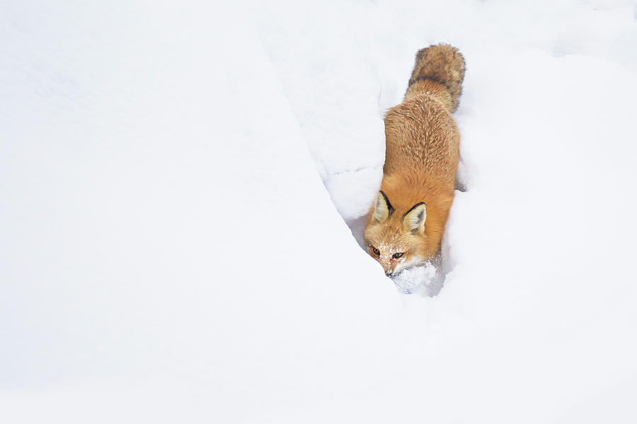 Snow-Diving Fox  Photograph by Mircea Costina Photography