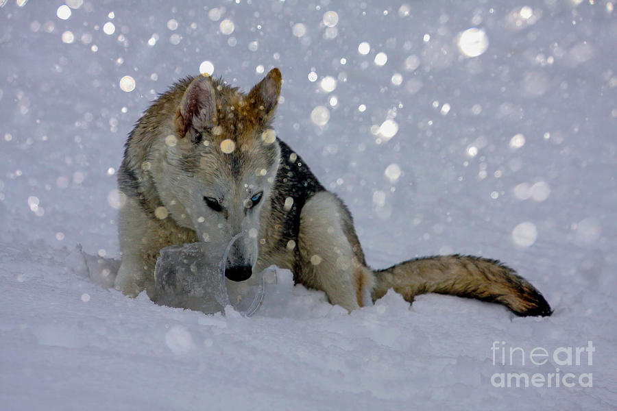 Snow Dog Photograph by Geraldine DeBoer