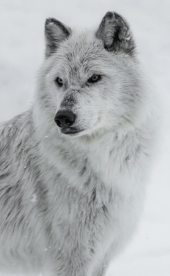 Snow Dog Photograph by Athena Mckinzie
