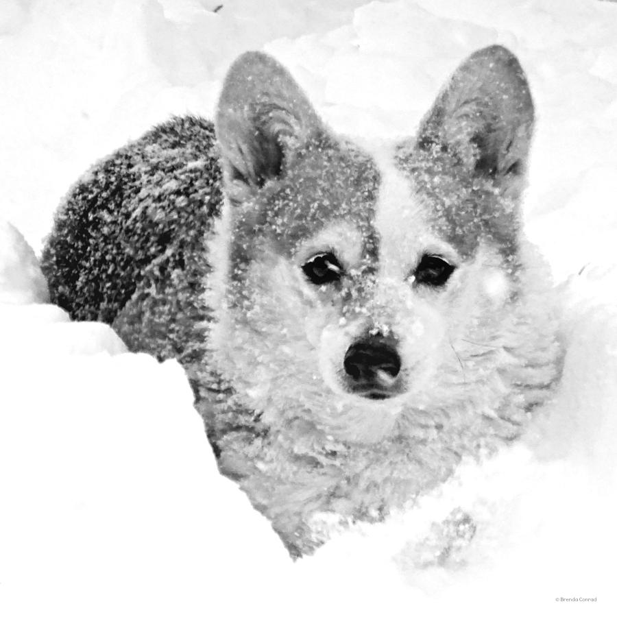 Dog Photograph - Snow Dog by Dark Whimsy