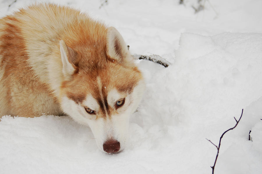 Snow Dog II Photograph by Lynda Hoffman-Snodgrass