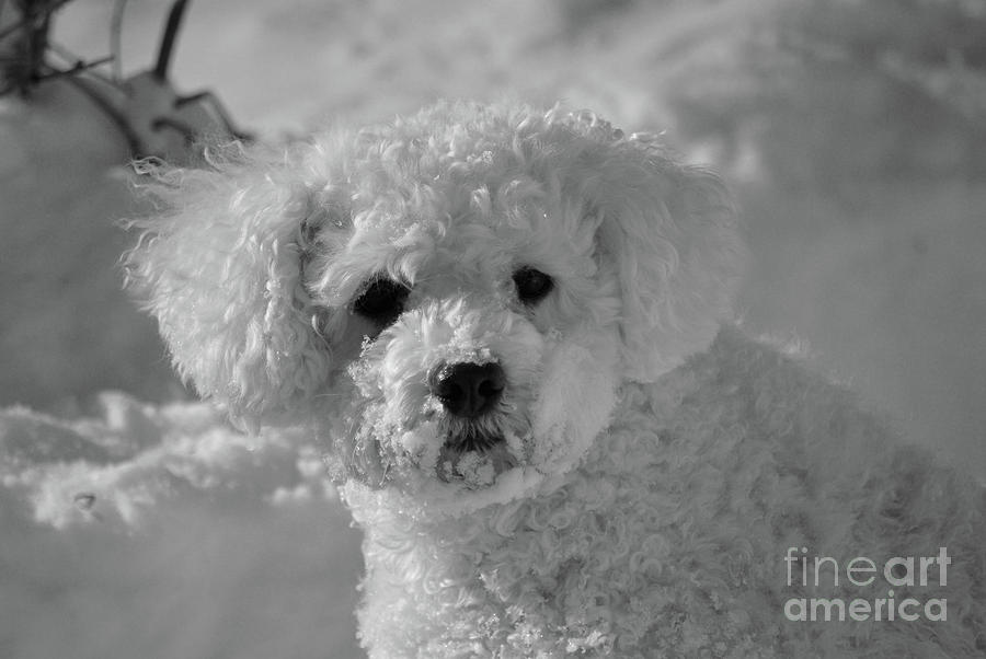 Snow Dog Photograph by Lori Tambakis
