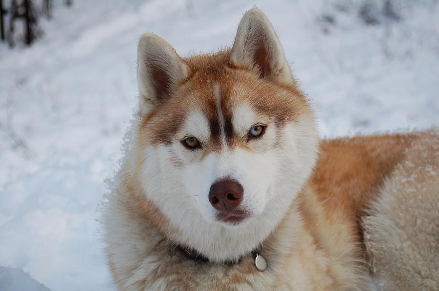 Snow Dog Photograph by Lynda Hoffman-Snodgrass