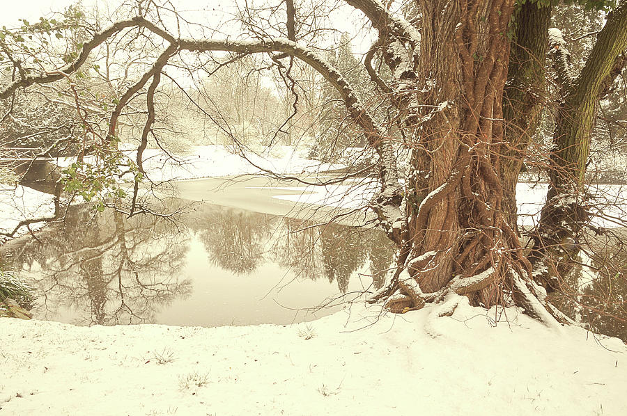 Winter Photograph - Snow Dream. Pruhonice Park. Prague by Jenny Rainbow