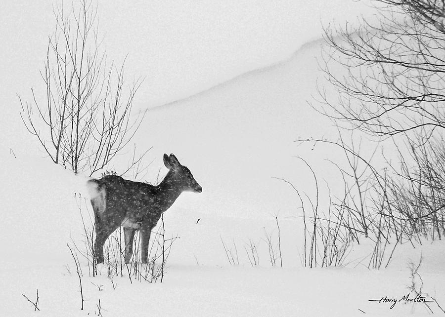 Snow Drift Photograph by Harry Moulton