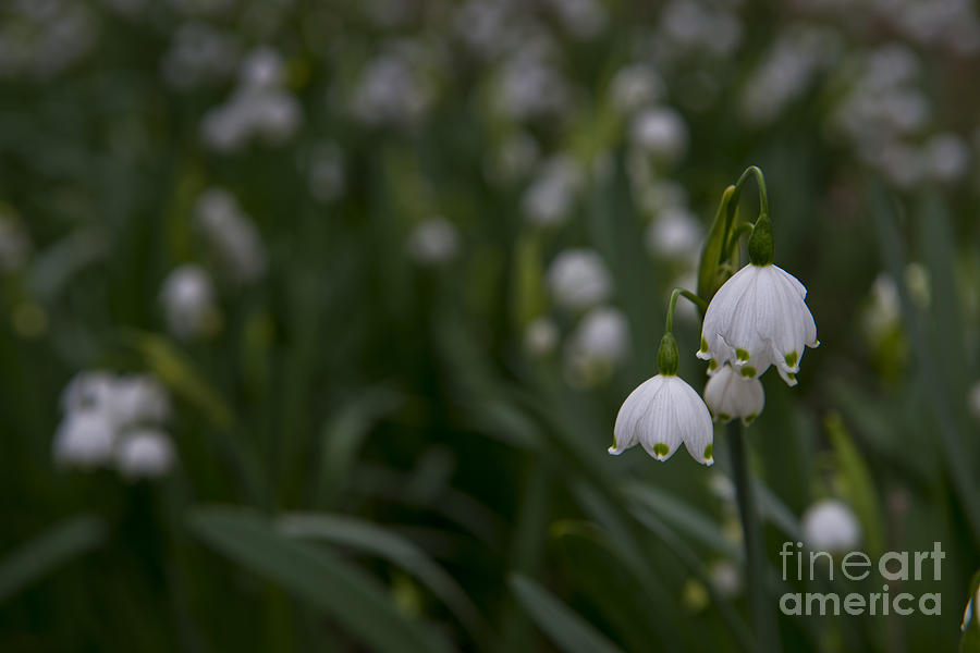 Snow Drop Spring Flowers Photograph by David Arment