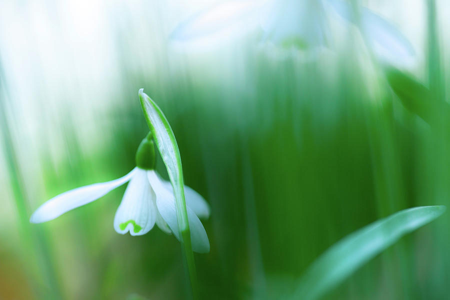 Abstract Photograph - Snow Drops Early Spring White Wild Flower by Dirk Ercken