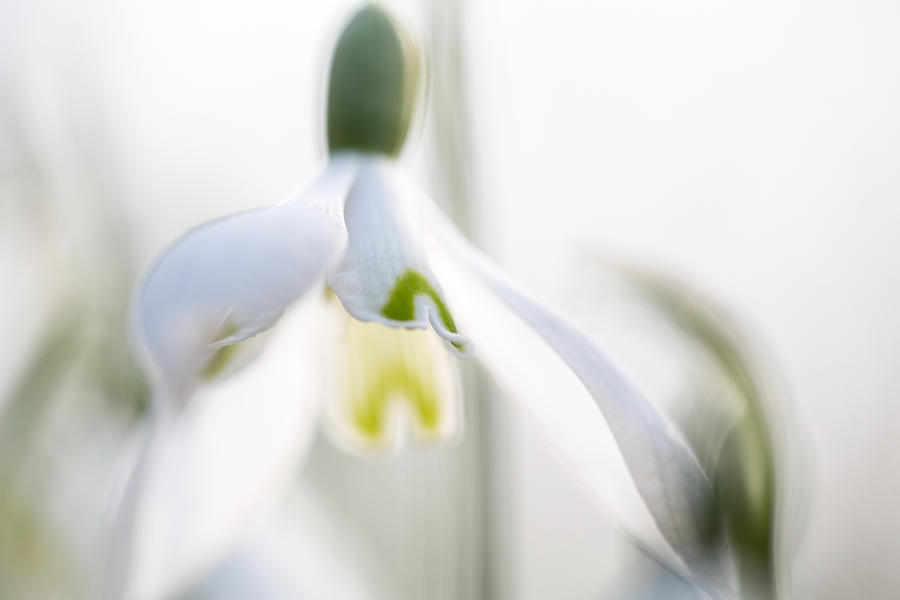 Snow Drops Early Spring White Wild Flower Macro Photograph by Dirk Ercken