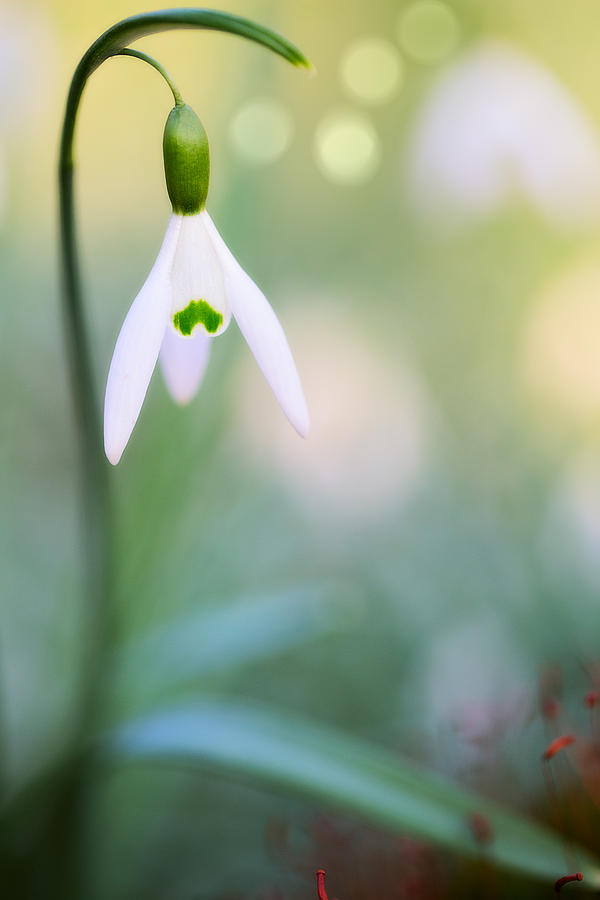 Snow Drops Early Spring White Wild Flowers Photograph by Dirk Ercken