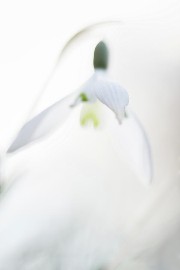 Snow Drops Wild Flowers Abstract Photograph by Dirk Ercken