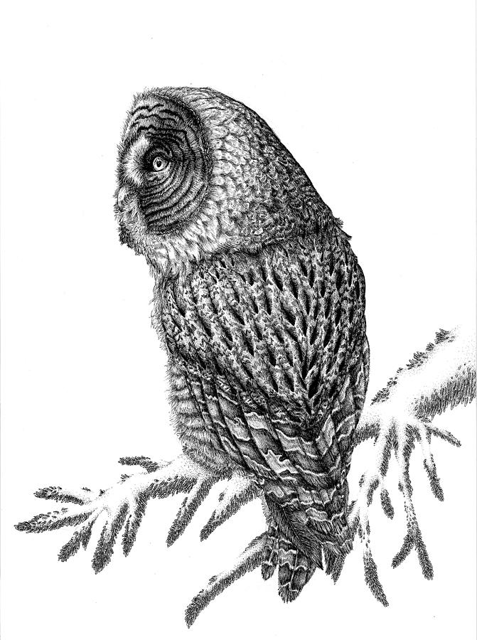 Owl Drawing - Snow-dusted Great Gray Owl by Jennifer Schurr