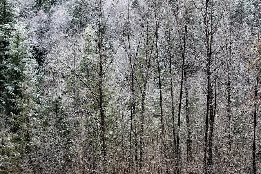 Snow Dusted Trees, No. 1 Photograph by Belinda Greb
