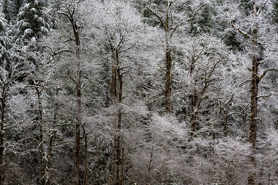 Snow Dusted Trees, No. 2 Photograph by Belinda Greb