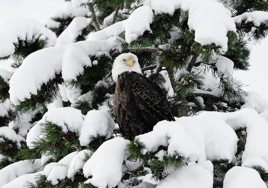 Snow Eagle Photograph by Ronnie And Frances Howard