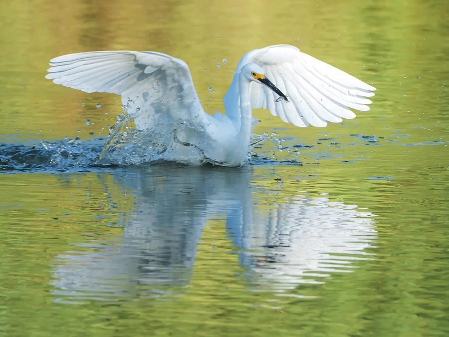Snowy Egret with Fish #1 Photograph by Tam Ryan