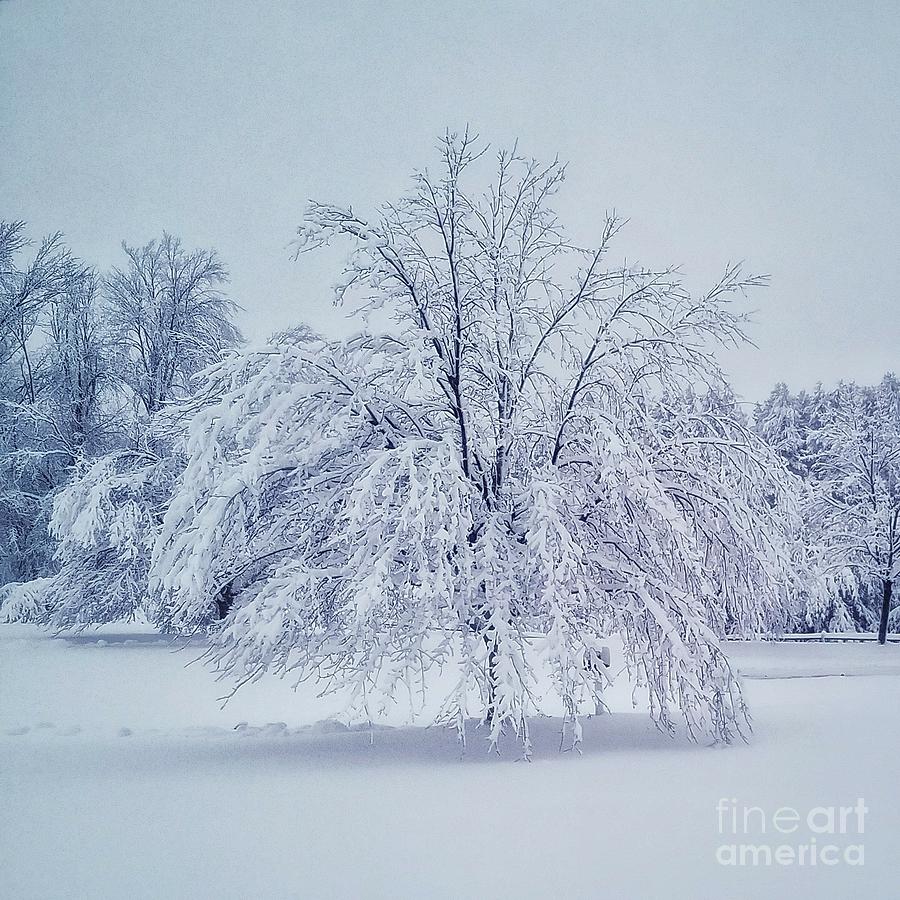 Snow Encrusted Tree Photograph by Mary Capriole