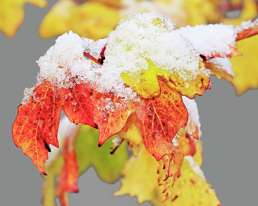 Winter Photograph - Snow Enhances Fall Color by Diane Zucker