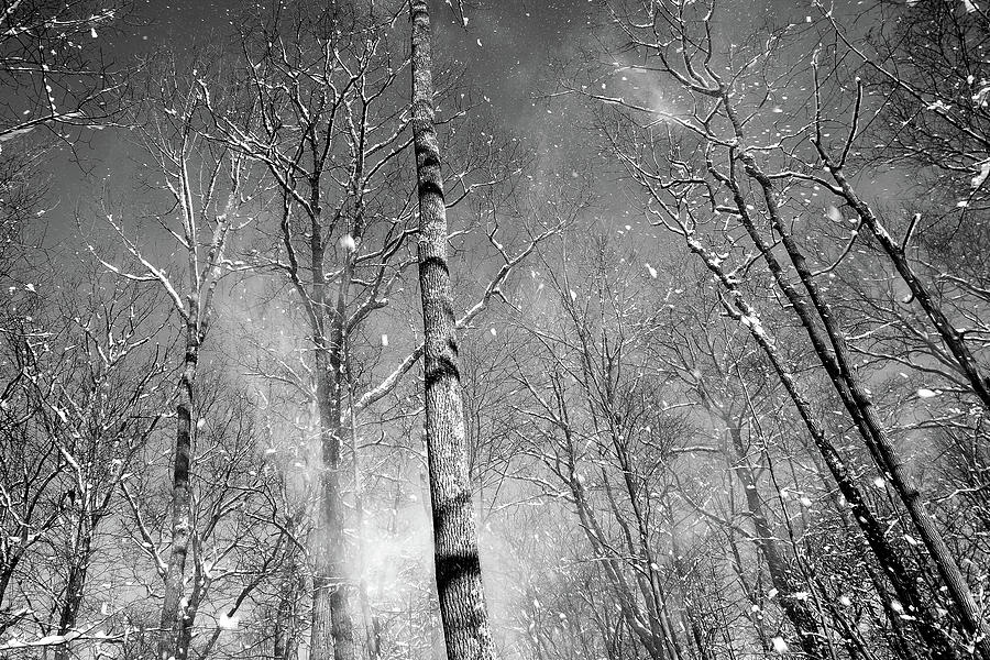 Snow Fall Photograph by Dawn J Benko