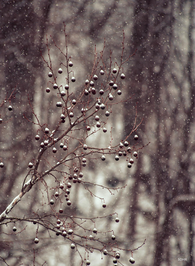Snow Falling on Sycamore Photograph by Dana Sohr