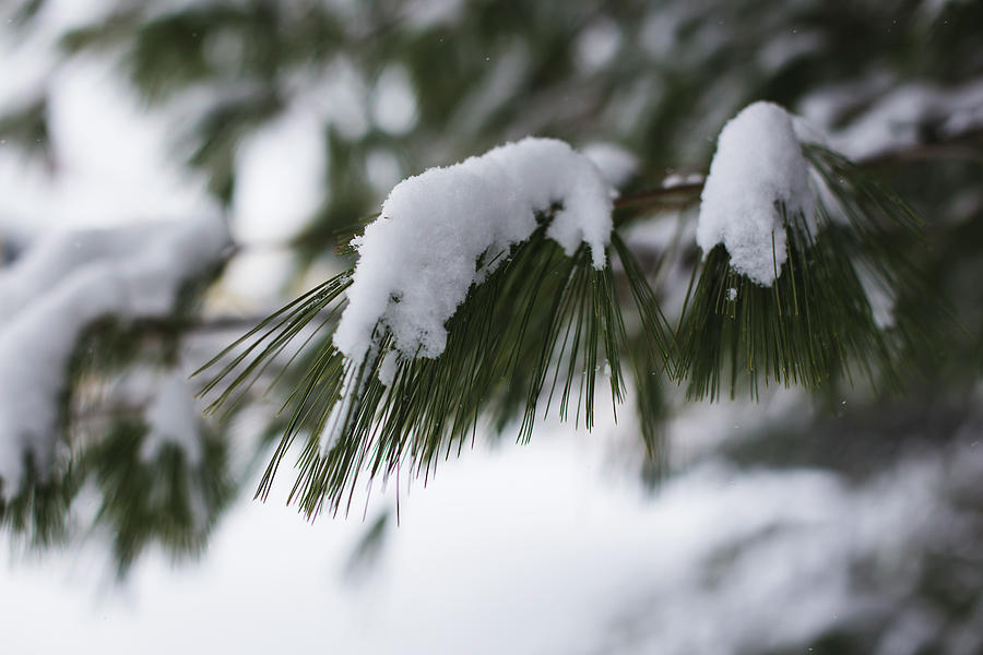 Snow Falling on The White Pines Photograph by Andrew Pacheco