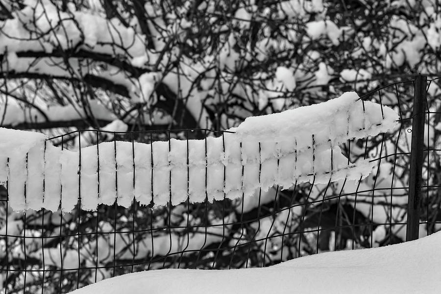 Snow Fence and Trees Photograph by Robert Ullmann