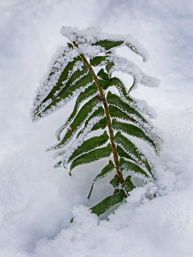 Snow fern - 365-288 Photograph by Inge Riis McDonald
