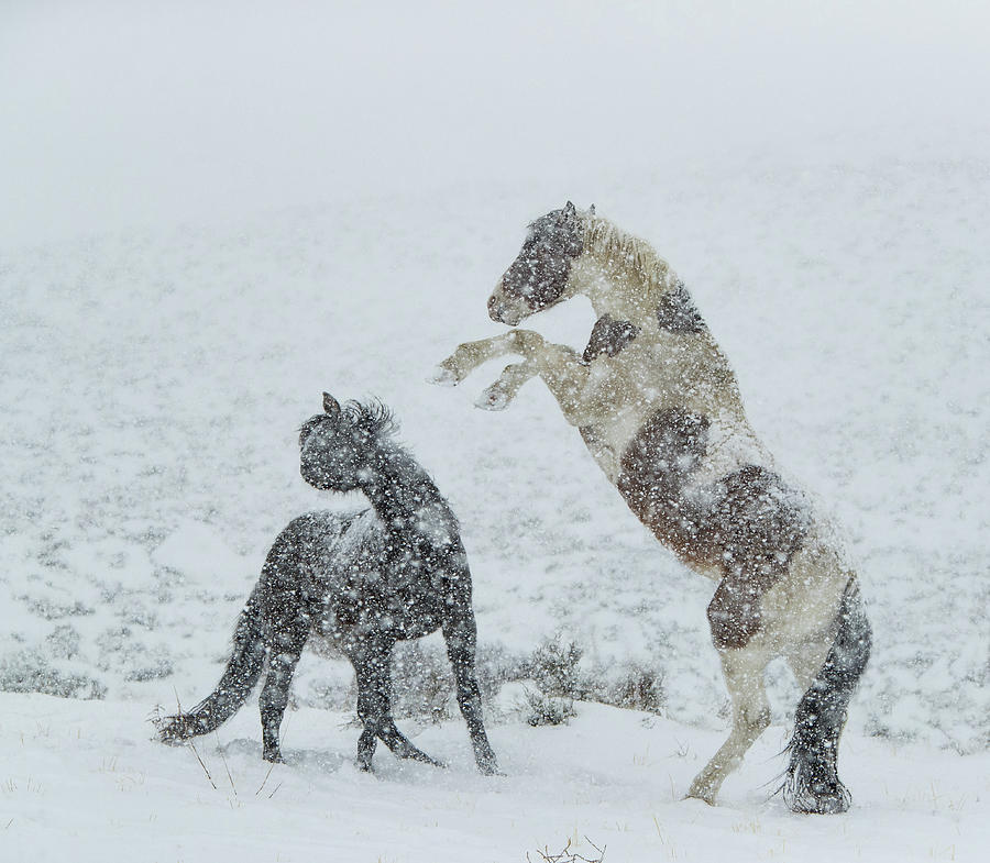 Snow Fight Photograph by Kent Keller