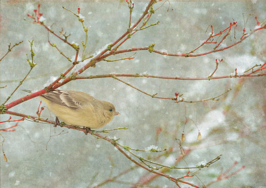 Snow Finch Photograph by Angie Vogel