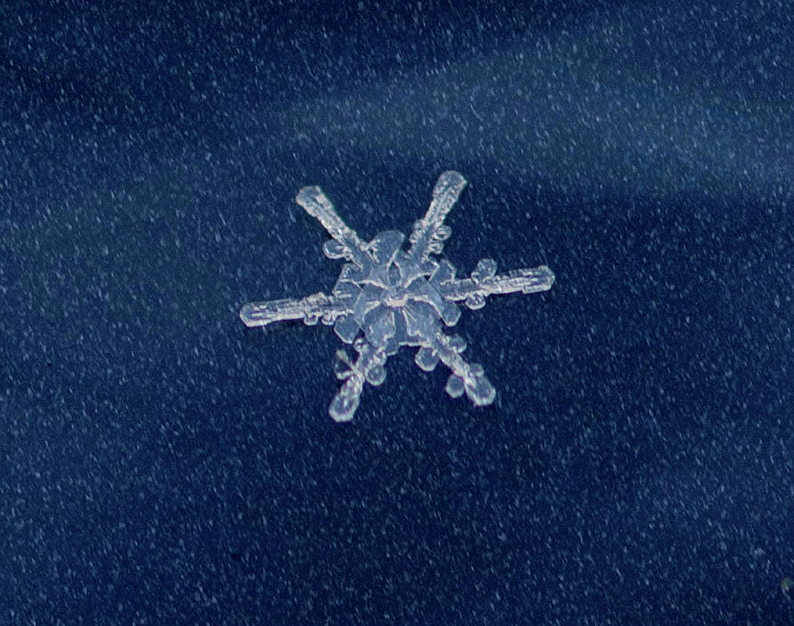Snow Flake  Photograph by Betty Pauwels