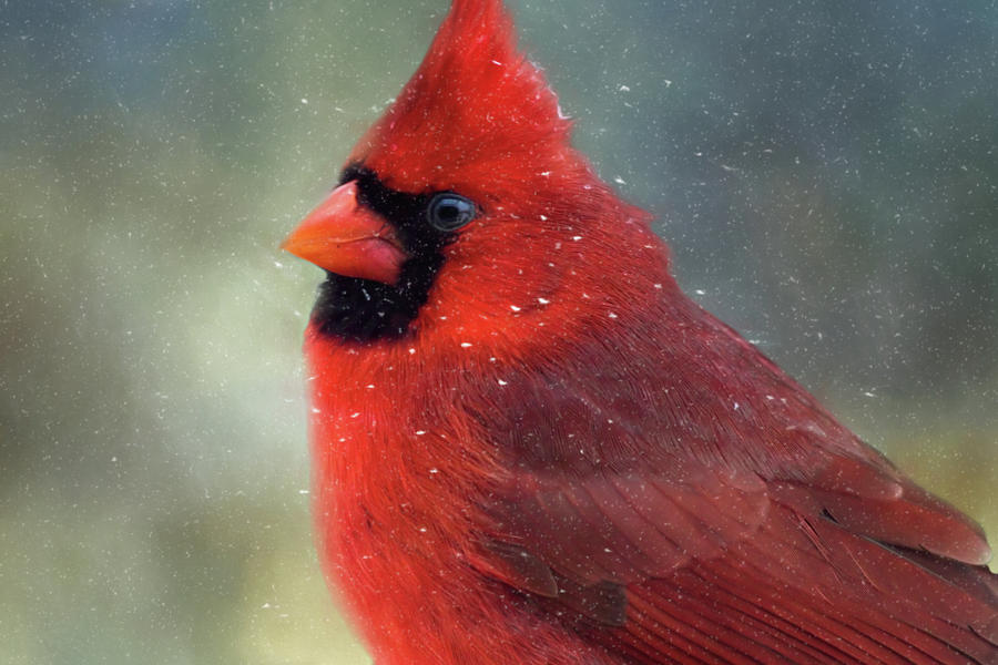 Snow Flaked Cardinal Photograph by Lana Trussell