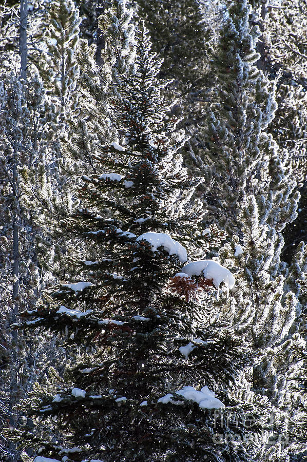 Yellowstone National Park Photograph - Snow Flocked Pines One by Bob Phillips