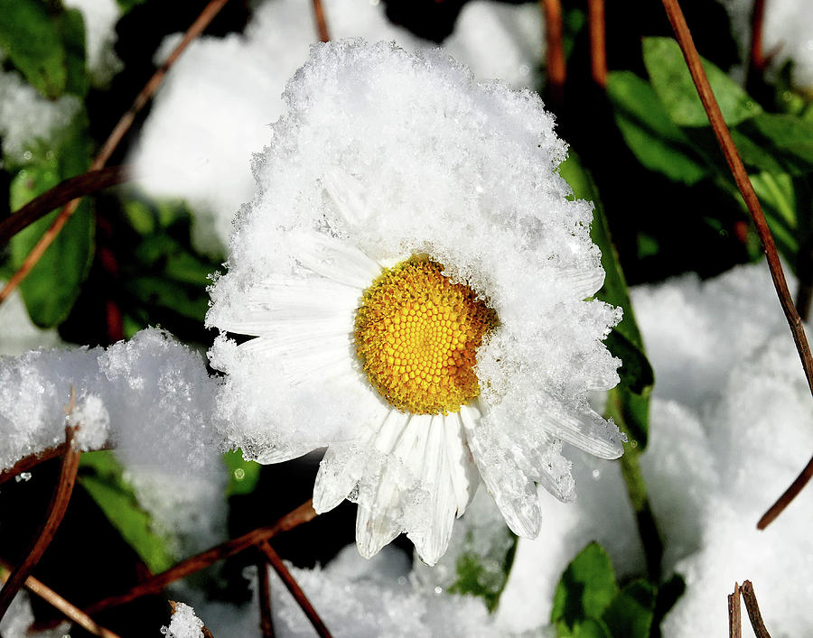 Snow Flower Photograph