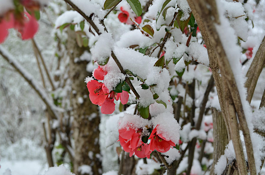 Snow Flowers Photograph by Ally White